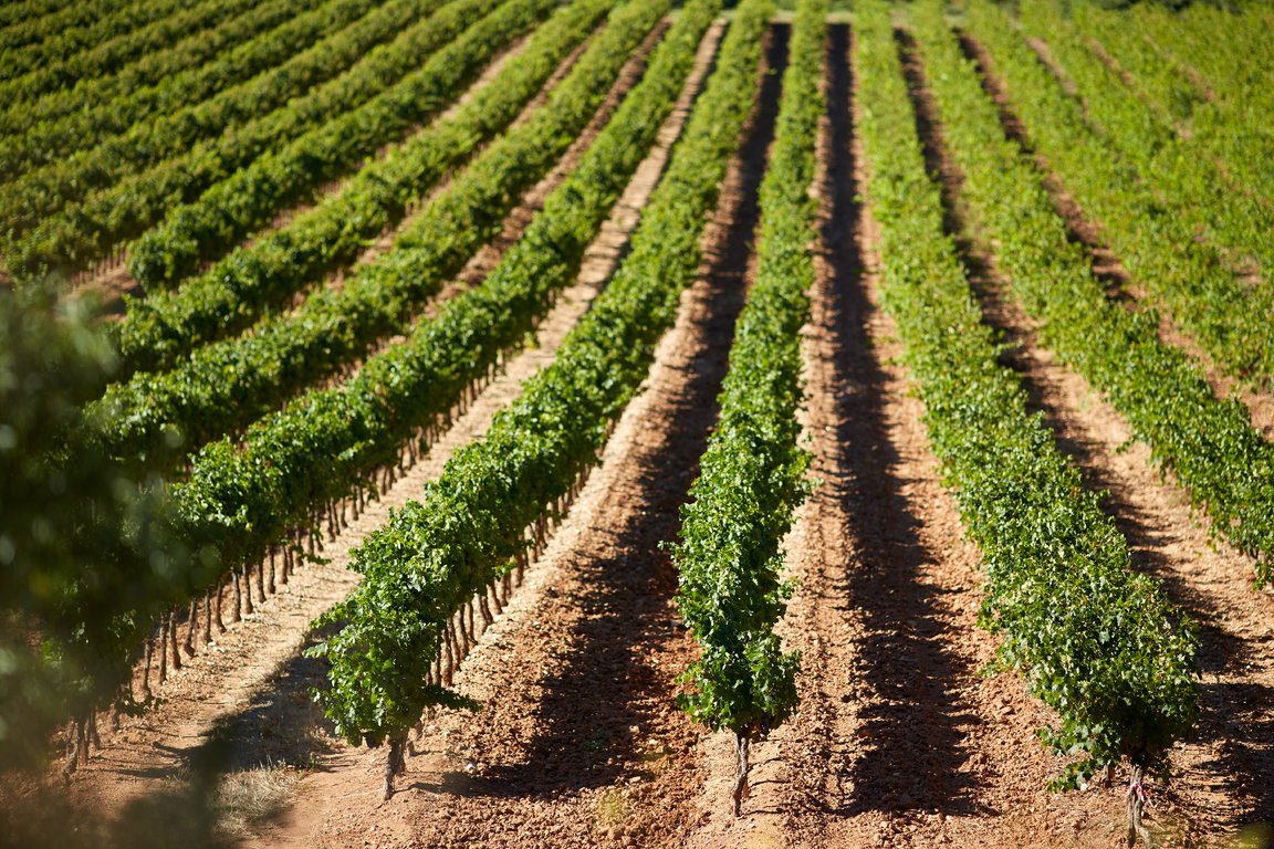 vins-sainte-victoire031