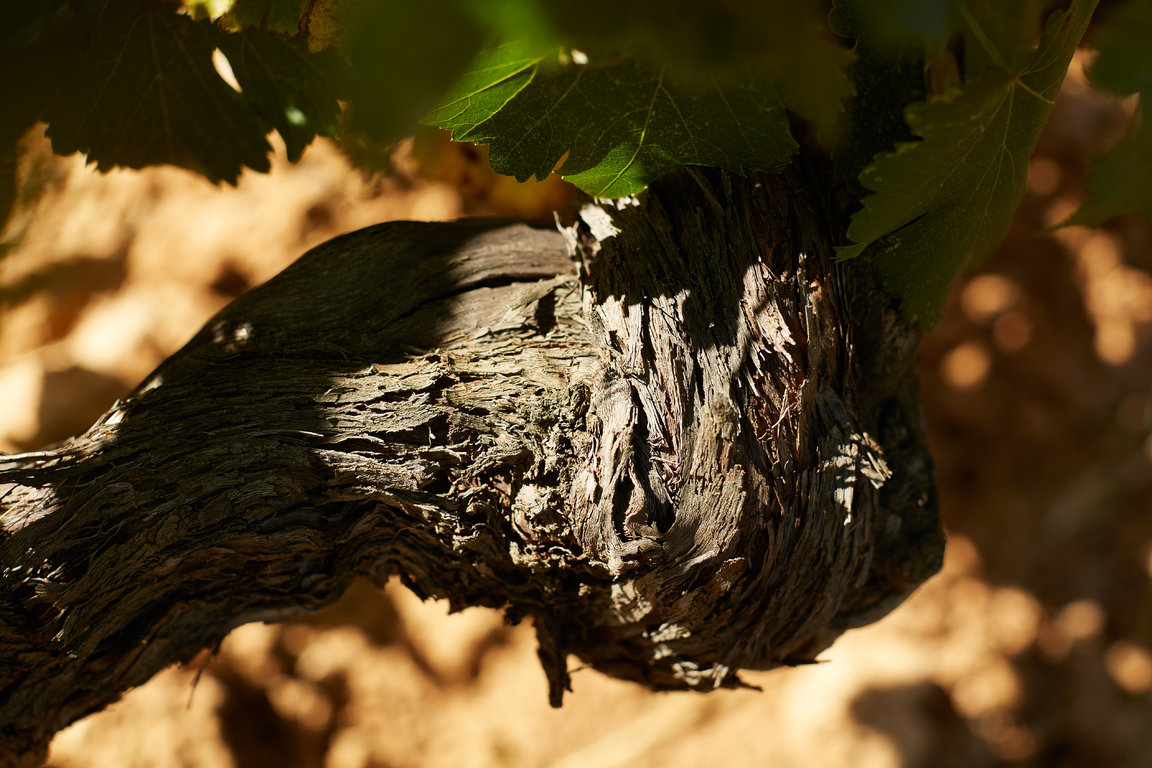 vins-sainte-victoire060