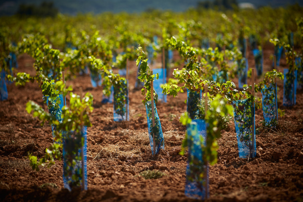 vins-sainte-victoire082