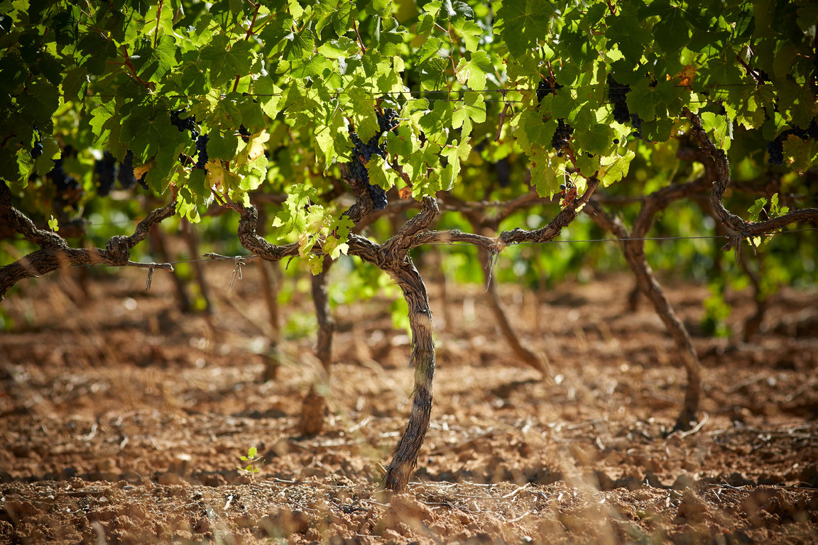 vins-sainte-victoire093