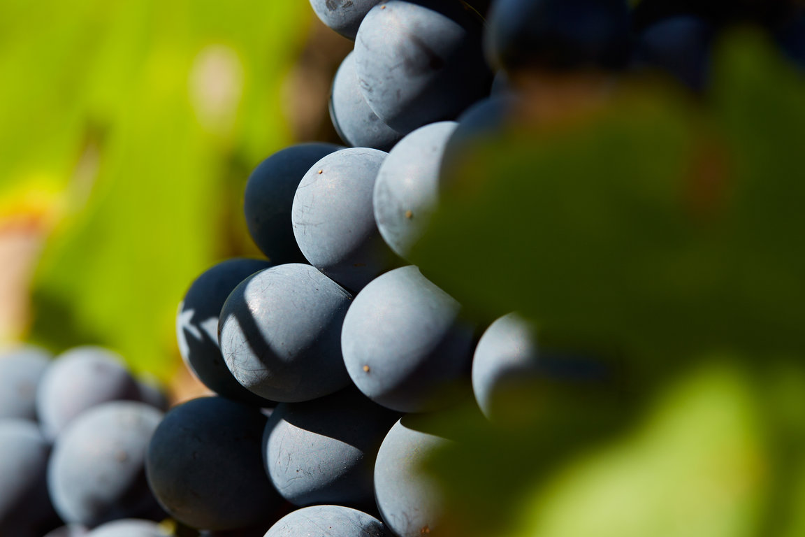 vins-sainte-victoire137