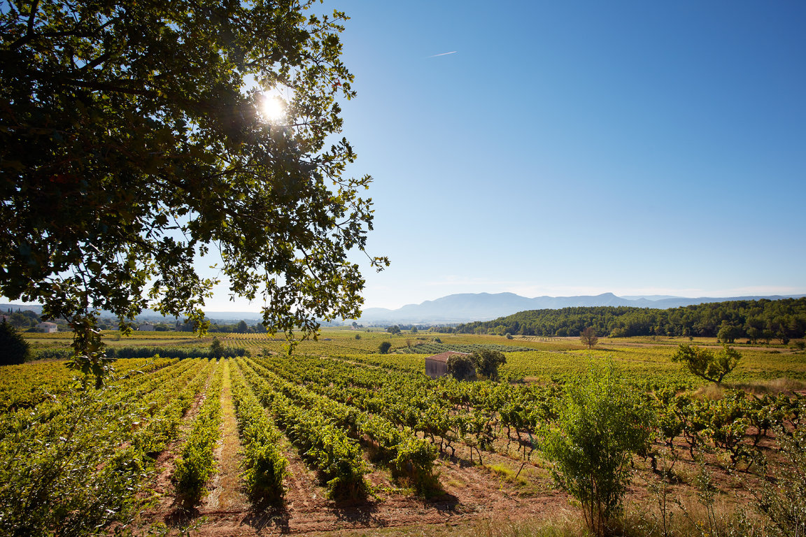 vins-sainte-victoire005