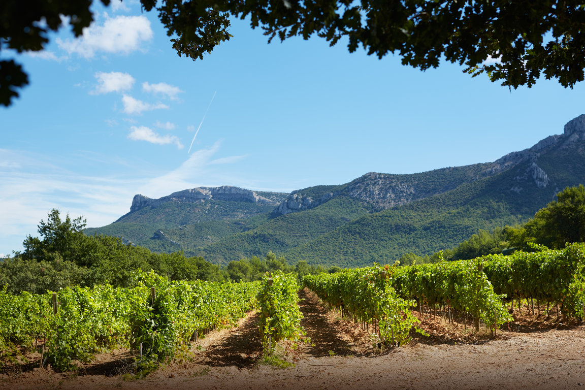 vins-sainte-victoire057