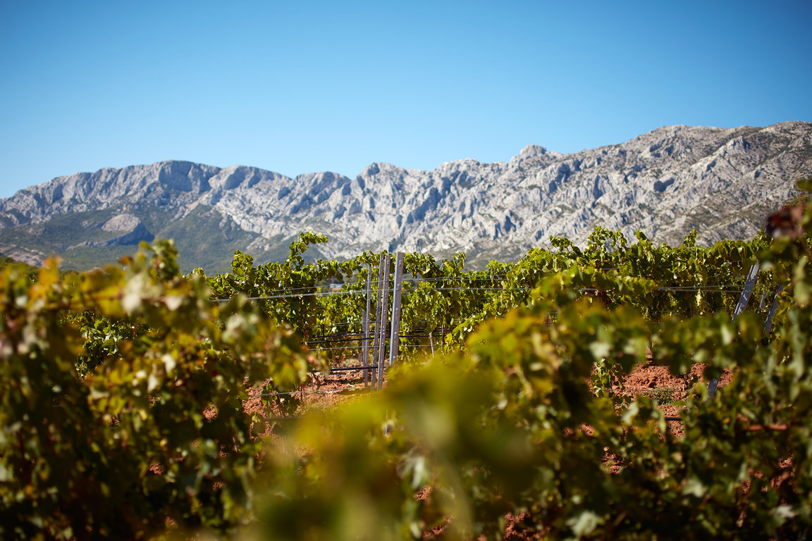 Vignerons_ST_Victoire_215