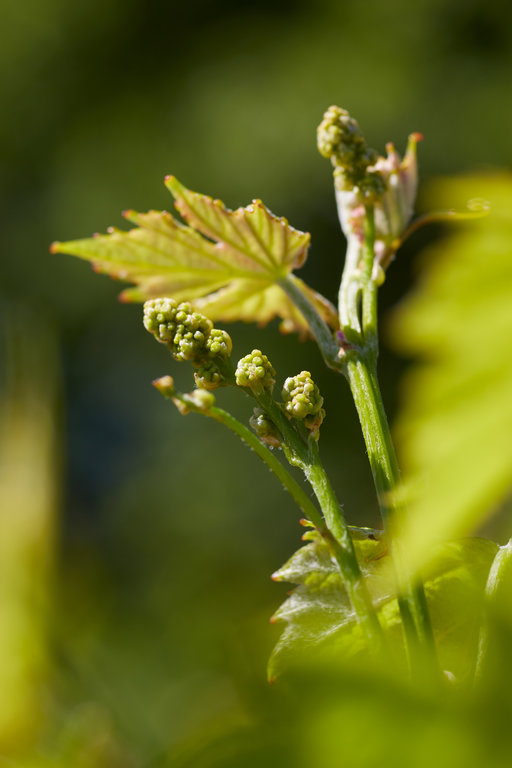 Vignerons_ST_Victoire_095