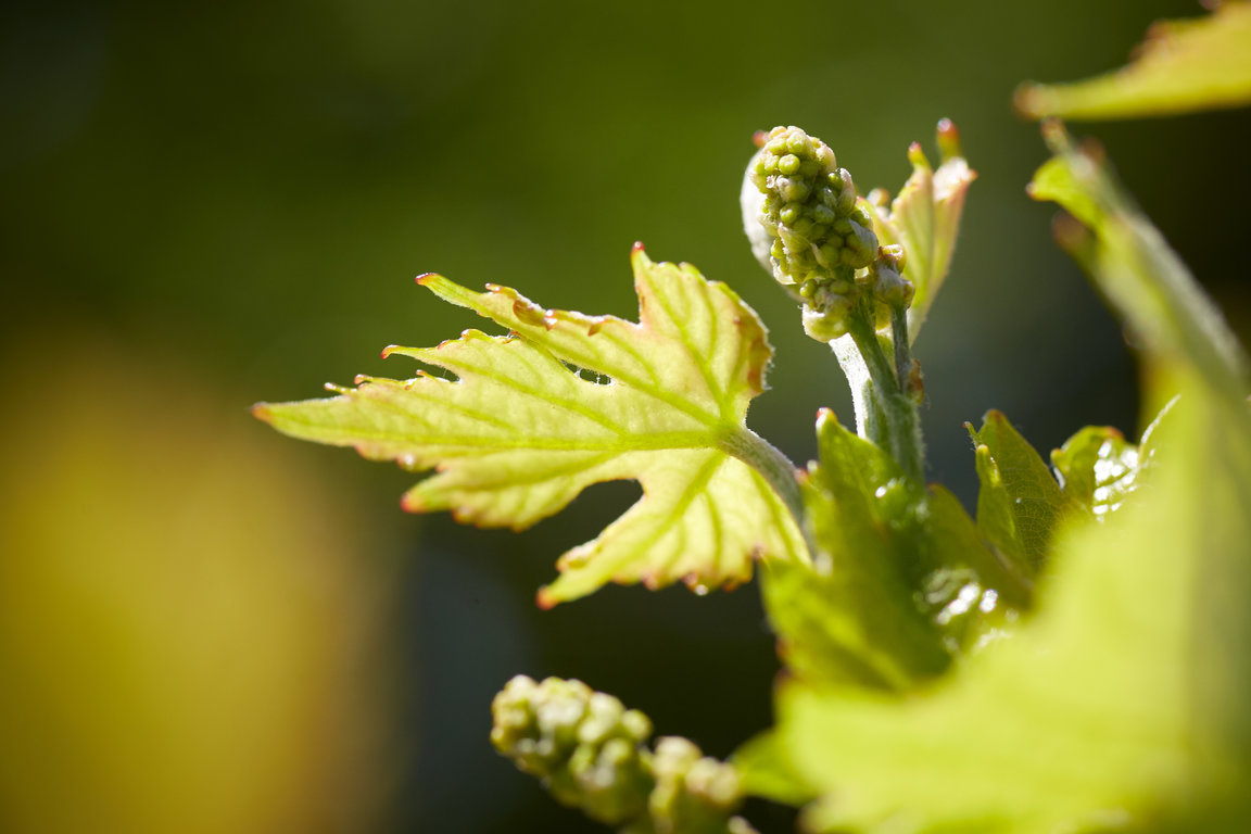 Vignerons_ST_Victoire_096