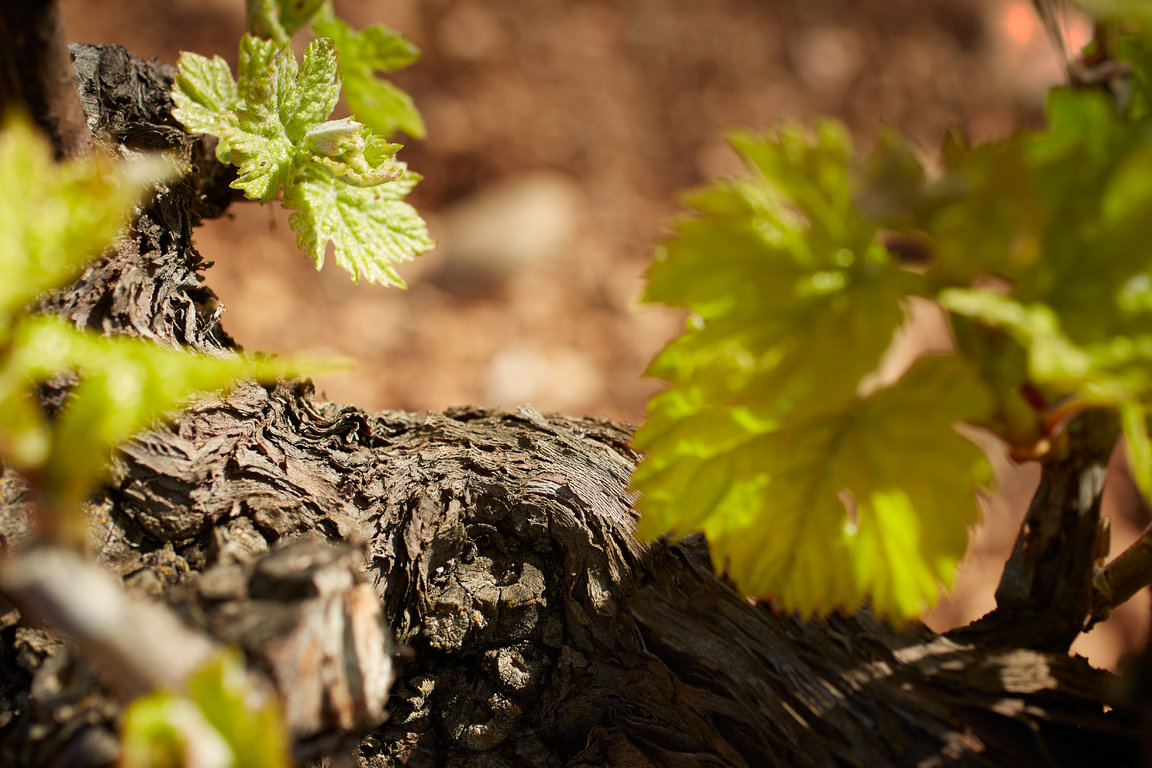 Vignerons_ST_Victoire_062