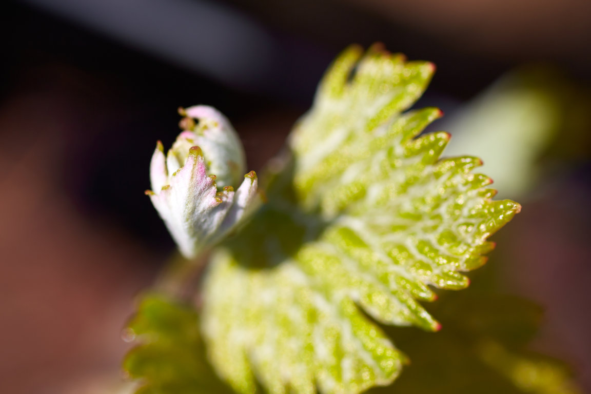 Vignerons_ST_Victoire_119