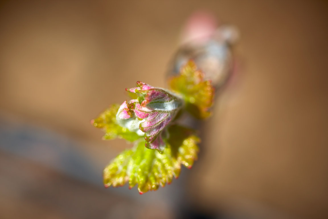 Vignerons_ST_Victoire_118